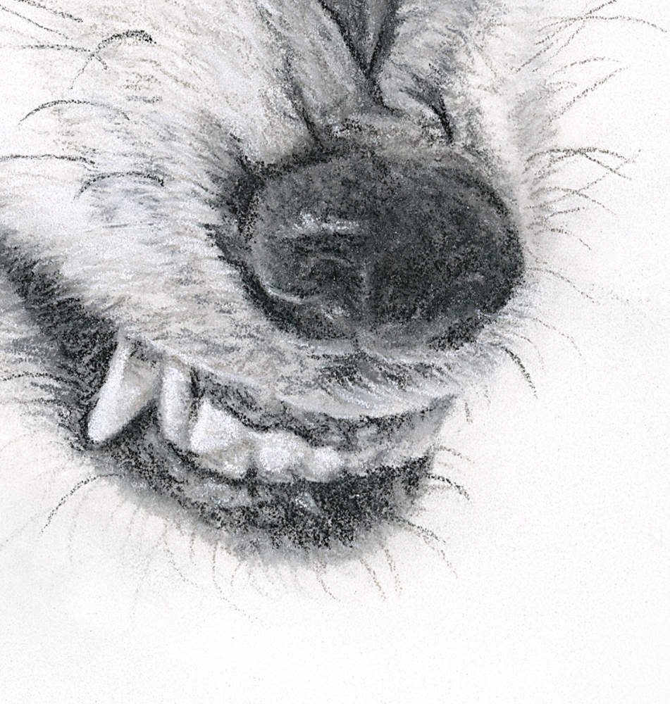 Close-up of a wolf's mouth with detailed fur and teeth.
