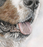 'Sweet Smiles' Bernese Mountain dog pastel drawing detail of mouth