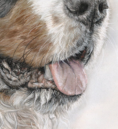 'Sweet Smiles' Bernese Mountain dog pastel drawing detail of mouth