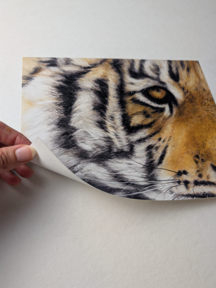 Close-up of a tiger's face on a white background