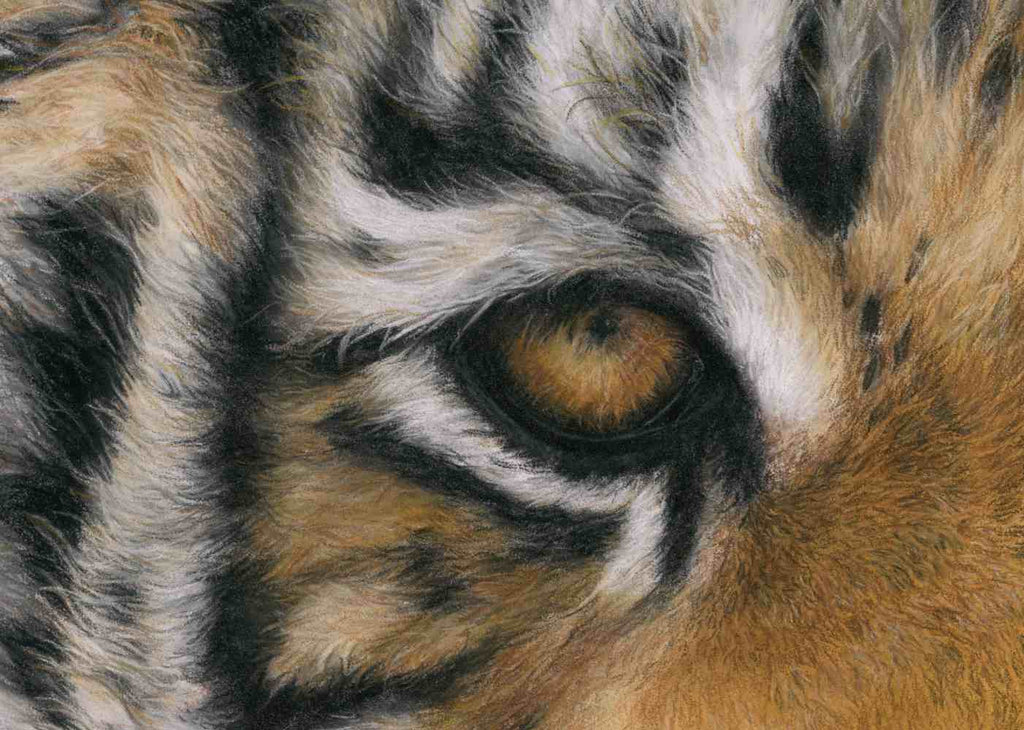 Close-up of a tiger's eye with detailed fur texture