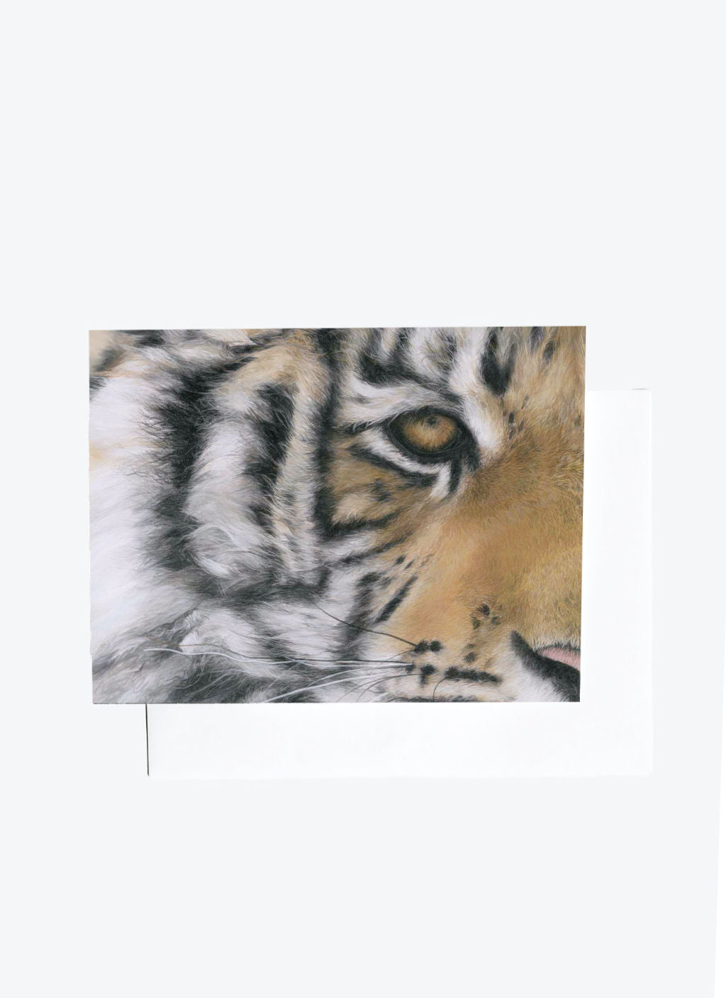 Close-up of a tiger's face drawing on a white background