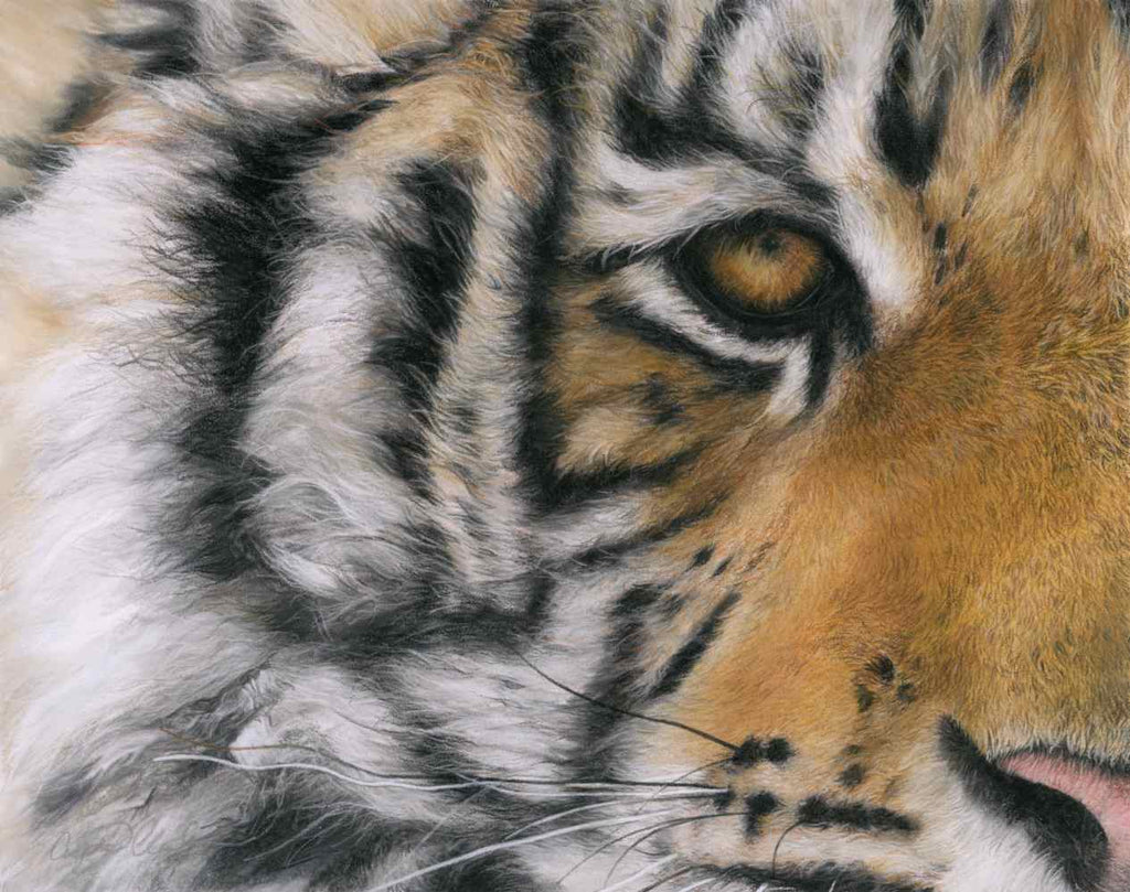 Close-up of a tiger's face with detailed fur and eye.