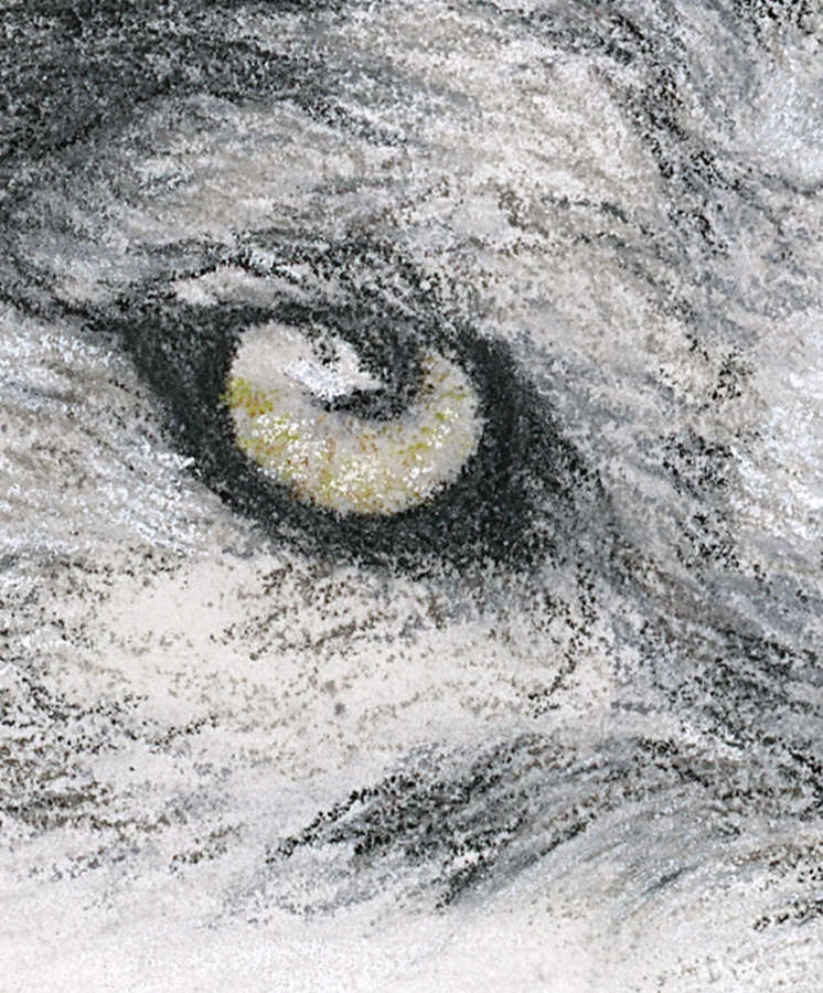 'She-Wolf' Wolf Fine Art Print image 4