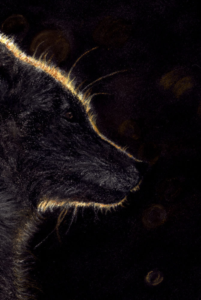 Arctic Fox Fine Art Print 'Light After Darkness'' image 4