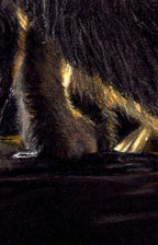 Arctic Fox Fine Art Print 'Light After Darkness'' image 3