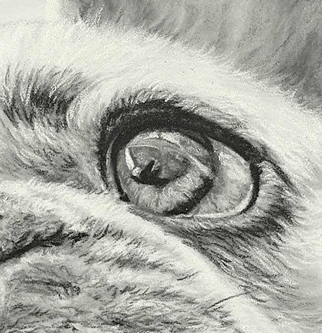 French Bulldog Pastel Original "I See You" Framed image 3