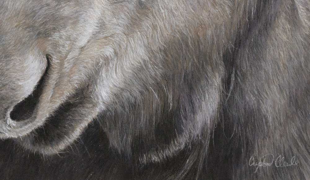 "Alces Alces" 16x14" Pastel on pastelmat image 1