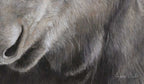 "Alces Alces" 16x14" Pastel on pastelmat image 1