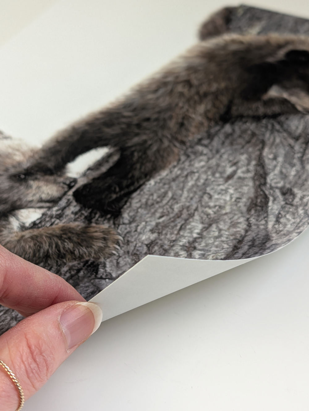 'With Me' Bear Cubs Fine Art Print