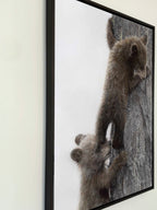 A framed canvasprint of two brown bear cubs climbing a tree, shown hanging on a light-colored wall.