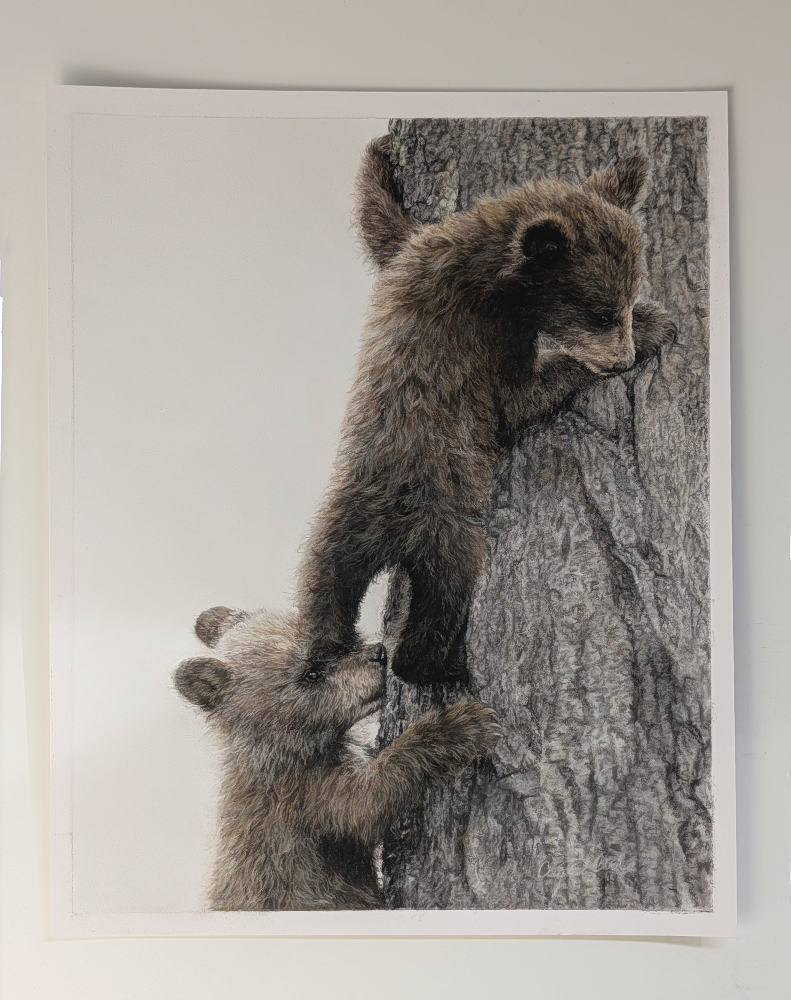 The original drawing of bear cubs on pastelmat 