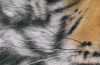 Close-up of a tiger's fur with black, white, and orange colors.