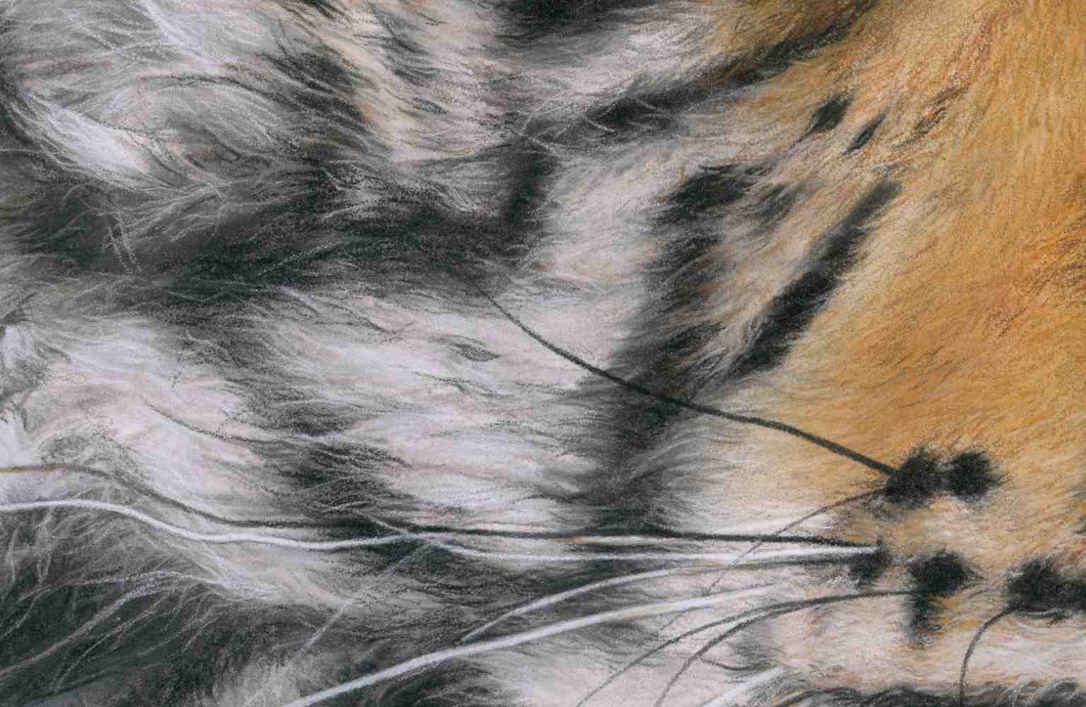 Close-up of a tiger's fur with black, white, and orange colors.