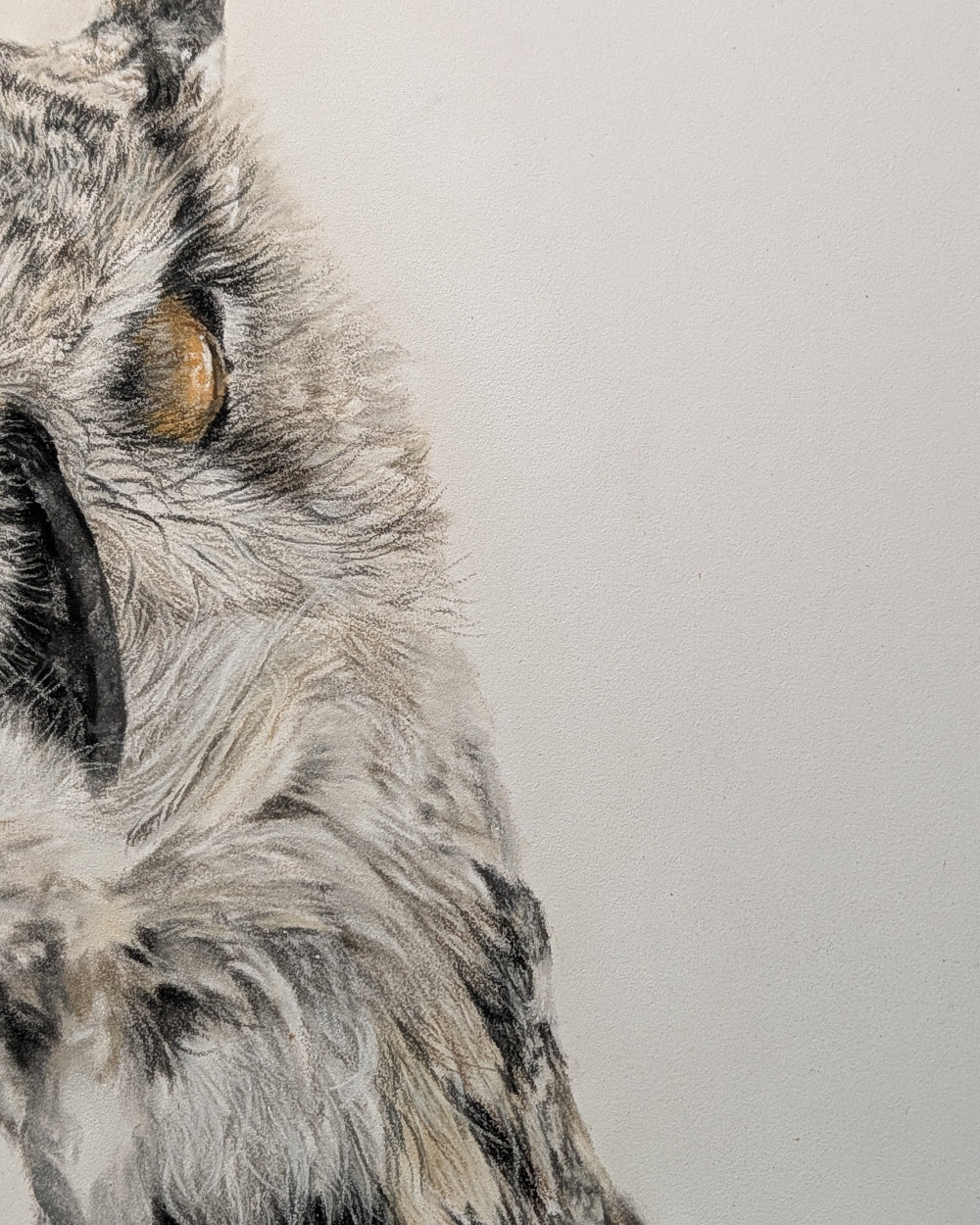Close-up of an owl's face on a light gray background