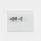 Three ducks floating on a calm body of water with a white background