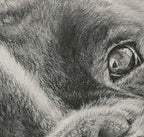 Framed Pastel Original "Want to Play?" 8x10 image 1