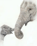 Two elephants, one adult and one baby, touching trunks against a white background drawn by Crystal Clarke