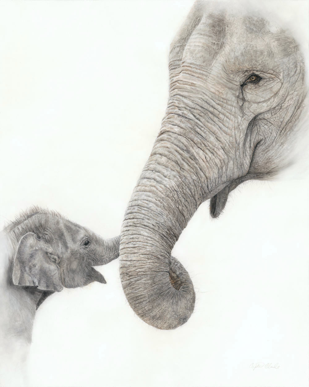 Two elephants, one adult and one baby, touching trunks against a white background drawn by Crystal Clarke