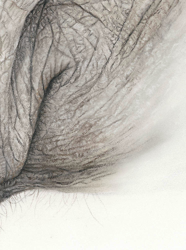 Closeup of elephant artwork showing wrinkles 
