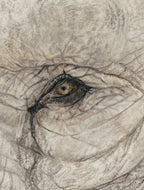 Close-up of a detailed pastel drawing of an eye with a textured background