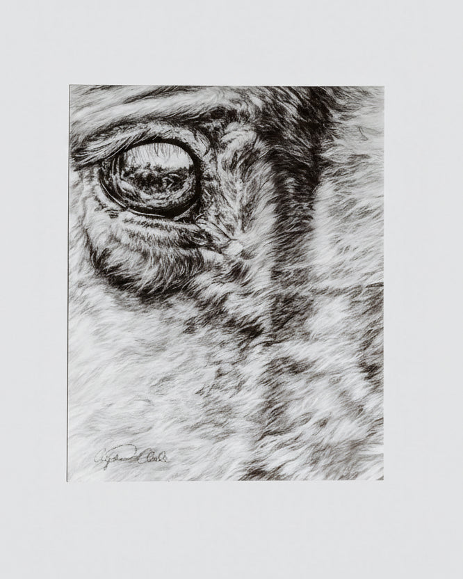 Close-up drawing of a horse's eye on a white background