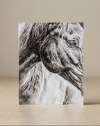 Close-up of a horse's face with a textured background