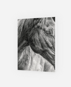 Greeting Card 'Connection Beyond Words' horse image 0