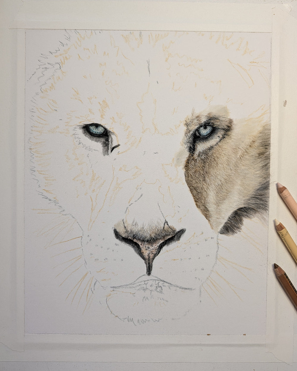 Detailed drawing of a lion's face on paper with colored pencils.