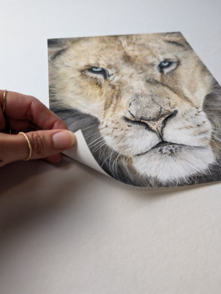 Hand holding a fine art print with a lion's face printed on it against a white background