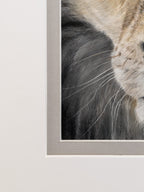 Close-up of a framed lion arwork detailing the double matting