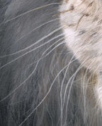 Close-up of textured pastel drawing of a lion