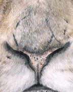 Close-up of a lion's face with detailed fur texture