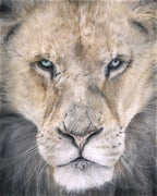 Close-up of a lion's face with detailed fur and expression