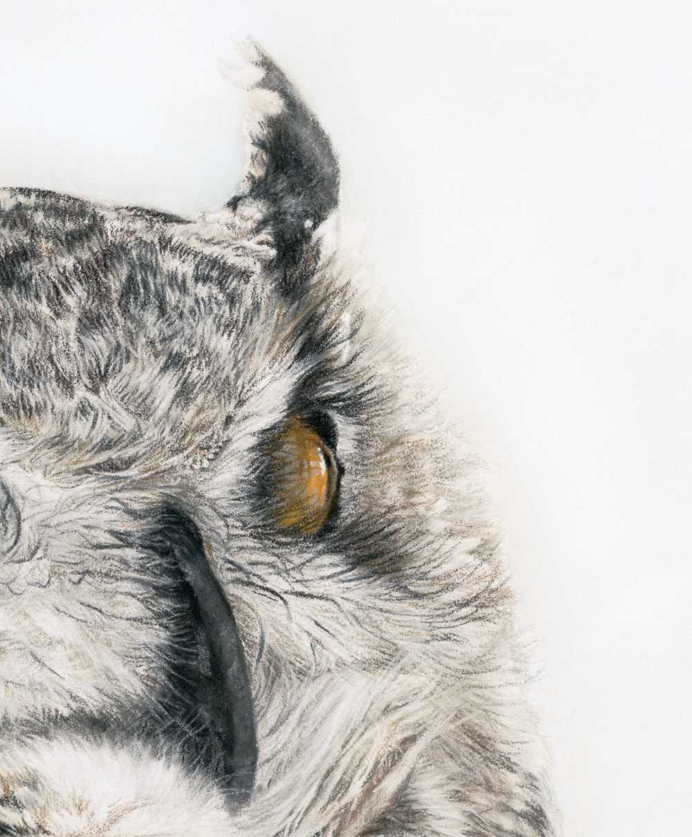 Close-up of an owl's face with a white background