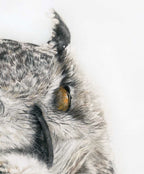 Close-up of an owl's face with a white background