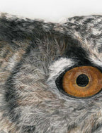 Close-up of an owl's eye with detailed feathers