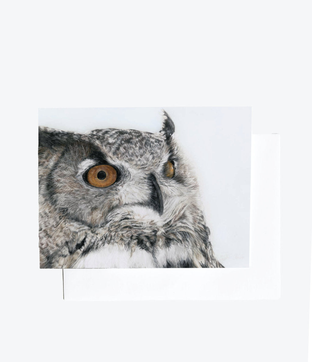 Close-up of an owl's face with a white background