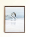 Canvas Print of a swan floating serenely on water with soothing blues throughout the entire piece. Drawn by Crystal Clarke