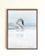 Canvas Print of a swan floating serenely on water with soothing blues throughout the entire piece. Drawn by Crystal Clarke
