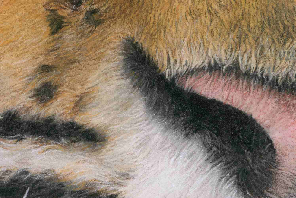 Close-up of a tiger's fur with a focus on texture and color.