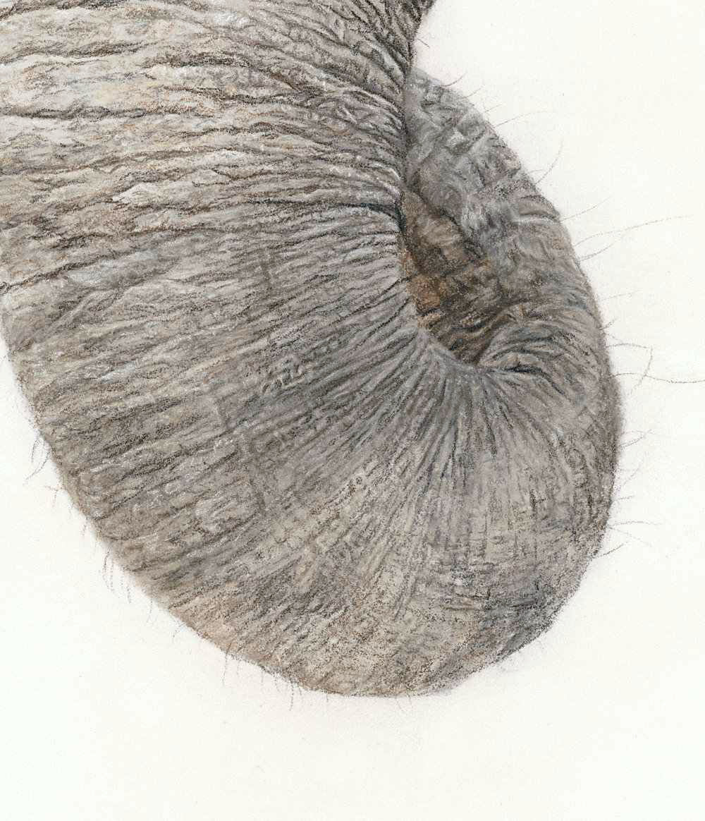 Close-up of an elephant's textured trunk on a light background drawn by Crystal Clarke 