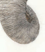 Close-up of an elephant's textured trunk on a light background drawn by Crystal Clarke 